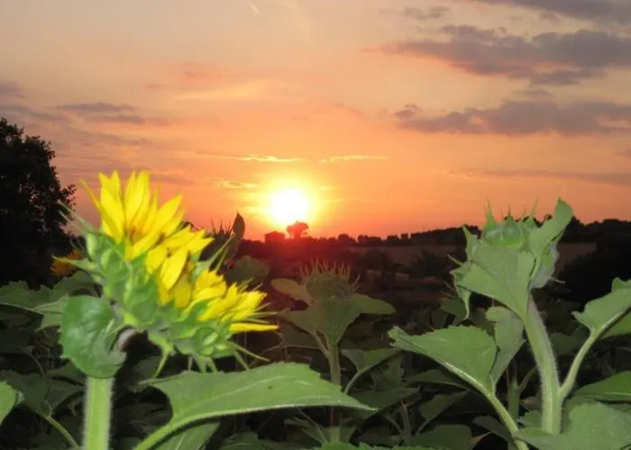 Aparthotel Del Principato *